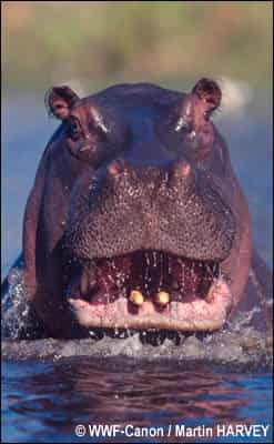 L'hippopotame : une espèce menacée