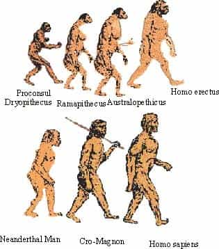 Evolution de l'homme préhistoriqueAttention : Homo Sapiens ne descend pas de l'Homme de Néanderthal, même s'ils ont un ancêtre commun.Crédit : http://www.pinkmonkey.com
