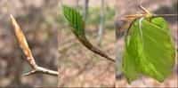 Débourrement (hêtre) : les feuilles se développement à  partir des ébauches foliaires contenues dans les bourgeons.&copy; INRA / H. Cochard