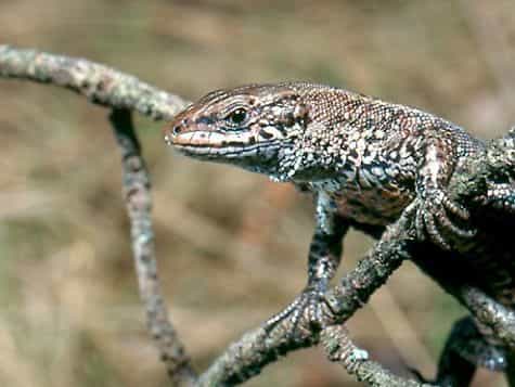 Pour peu que l'environnement ne soit pas trop difficile, les lézards doués pour la course ne survivent pas plus que les autres.