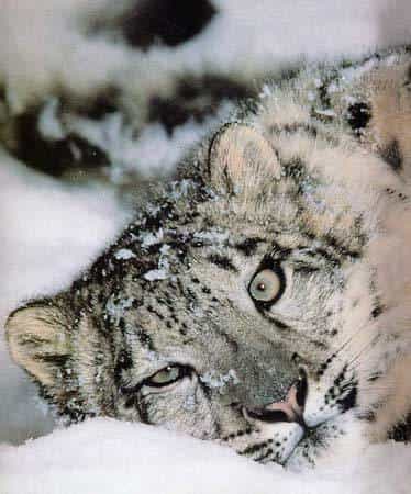 Léopard des neiges - Mongolie