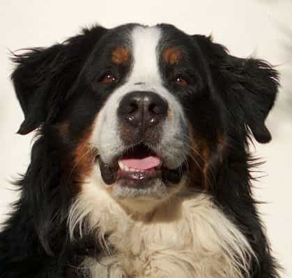 Des chiens recouvrent la vue grâce à une thérapie génique