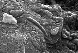 Ces structures découvertes dans la météorite ALH84001 rappellent fortement les bactéries terrestres, mais elles sont jusqu'à 100 fois plus petites, ce qui rend toute confirmation impossible.
