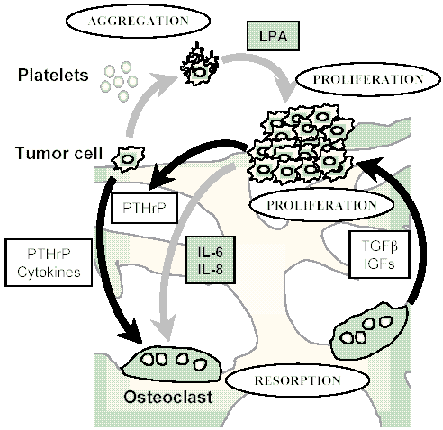 Schéma illustrant le « cercle vicieux » au niveau duquel les phénomènes de résorption osseuse et développement tumoral s'entretiennent mutuellement (INSERM)