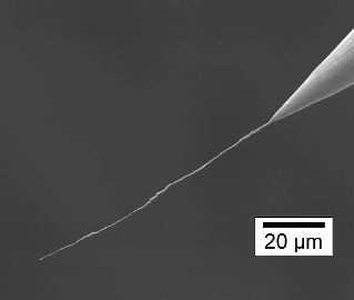 Nanotube de carbone collé au bout d'une pointe de tungstène. Image de C. Journet et P. Vincent.