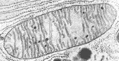 Mitochondrie vue au microscope électronique