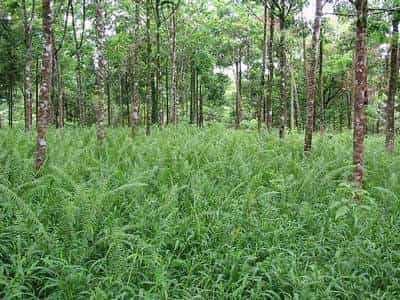 Foresterie : les arbres OGM gagnent du terrain