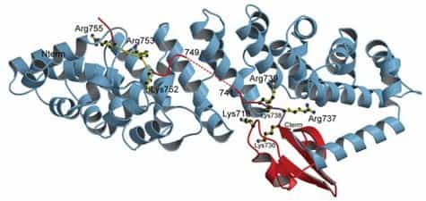 Structure cristallographique du domaine de la polyméraseinteragissant avec la protéine importine alpha 5