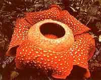 La plus grande fleur du monde, la Rafflesia