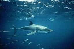 &copy; www.animalyawns.comMalgré sa toute-puissance apparente, le grand requin blanc figure lui aussi au rang des espèces gravement menacées par le commerce international