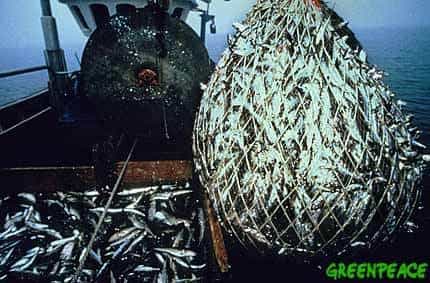 La surpêche en méditerranée conduit à la capture de poissons de plus en plus petits.&copy; Greenpeace