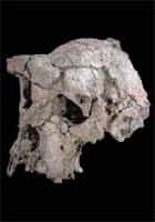 Crâne de Toumaï, le plus vieil hominidé découvert à ce jour (7 millions d'années)