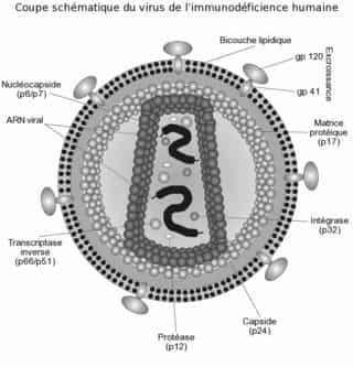 Coupe shématique du VIH