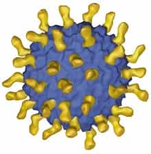 Le vaccin est constitué d'une construction moléculaire ressemblant à un virus (en bleu) portant des récepteurs spécifiques de l'angiotensine II, un puissant vasoconstricteur. © Cytos Biotechnology
