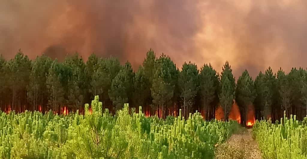 Deux violents feux de forêt se sont déclarés le mardi 12 juillet 2022 en Gironde. © SDIS33