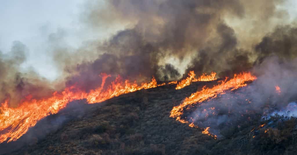 Le risque d'incendie est qualifié de « très extrême » sur une partie du sud-est. © Erin, Adobe Stock