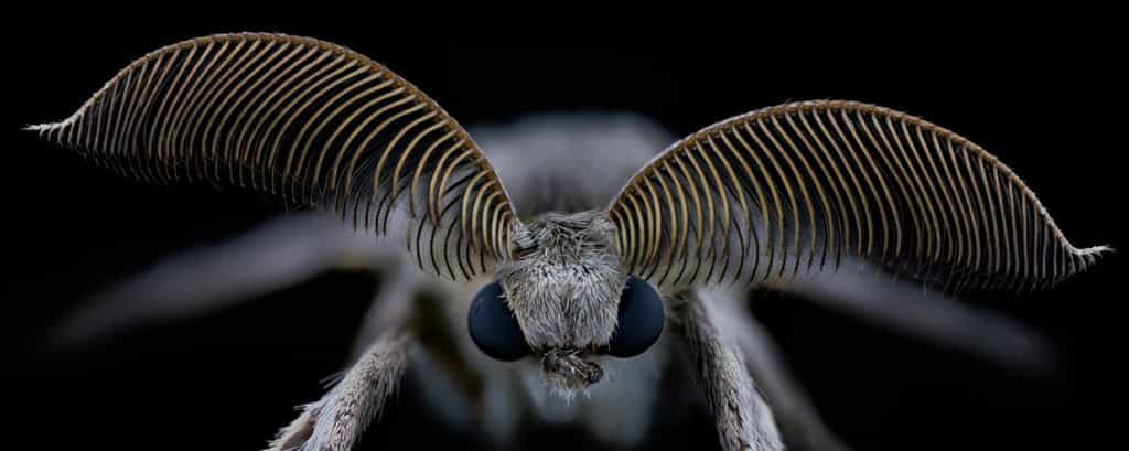 Le photographe amateur Thorben Danke publie de sublimes images d’insectes que l’on peut trouver dans nos jardins. © Thorben Danke, Six Feet Art, sagaoptics.de