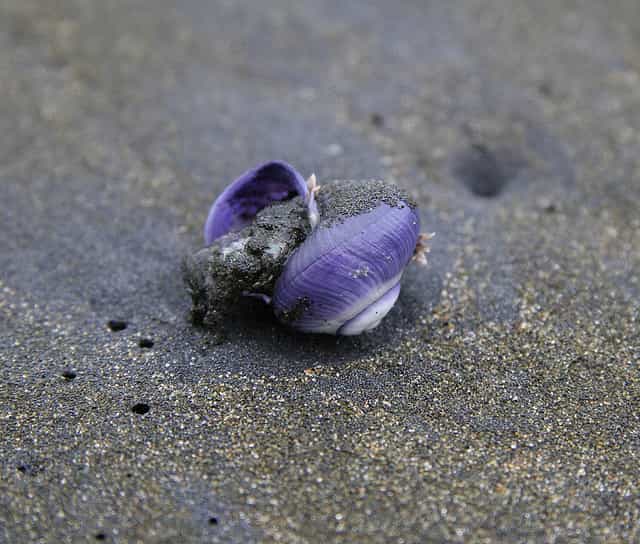 Les Janthinidés sont des escargots du neuston, qui flottent sous la surface de l'eau grâce à une bouée de mucus. &copy; CowCopTim, Flickr, cc by sa 2.0