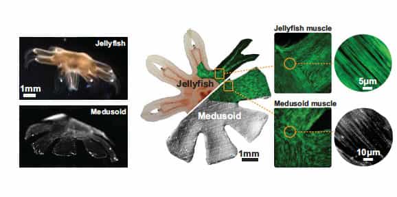 À gauche et milieu, une vraie méduse (jellyfish) et son avatar en silicone (Medusoid, pour médusoïde). On remarque la structure radiaire du système musculaire de la méduse. À droite, cette structure reproduite à l'échelle micrométrique dans le médusoïde. © Kevin Kit Parker, Harvard University