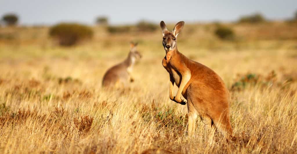 Le kangourou est considéré par certains comme un animal nuisible. Nuisible ? Peut-être. Mais pas rancunier. Car la défiance des Hommes à son égard ne l’empêche pas de chercher le contact. Surtout lorsque l’Homme en question peut lui apporter de l’aide… pas si bête. © Luke, Adobe Stock