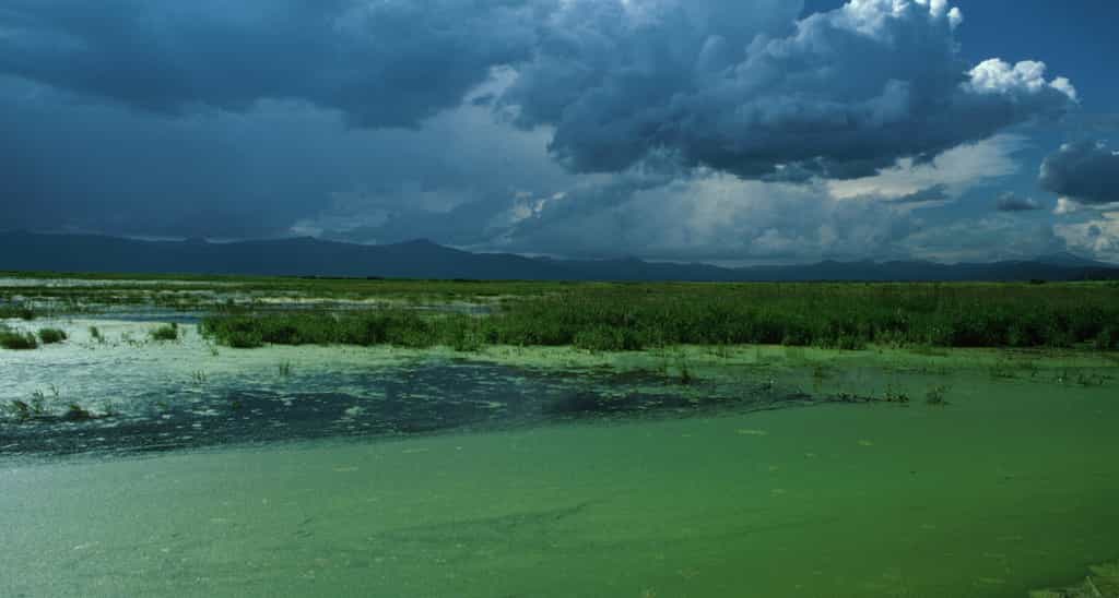 Si elle est considérée comme une algue miraculeuse, la klamath est loin d’avoir fait ses preuves sur le plan scientifique. © U.S. Fish and Wildlife Service, Wikimedia Commons, DP