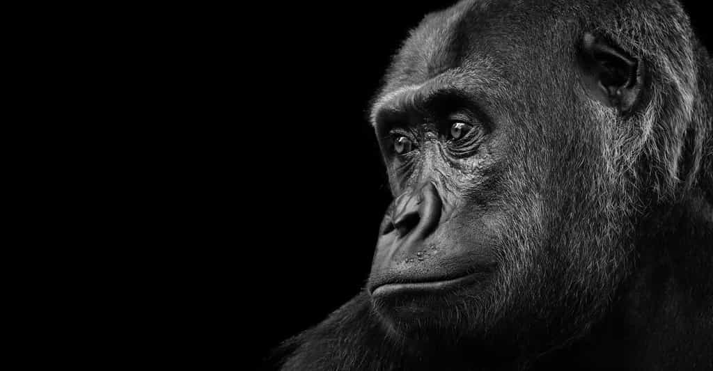Né en captivité et élevé au contact des humains, le gorille femelle Koko — ici, un autre gorille — a su faire preuve de capacités cognitives hors du commun. Une nouvelle preuve que les grands singes ne sont pas si bêtes ! © Daniel Marek, Adobe Stock