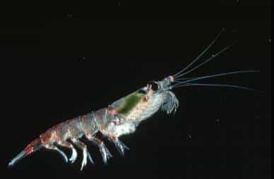 Les crustacés, à l'image du krill Euphausia superba, représentent un cinquième des espèces recensées dans les fonds marins. © British Antarctic Survey