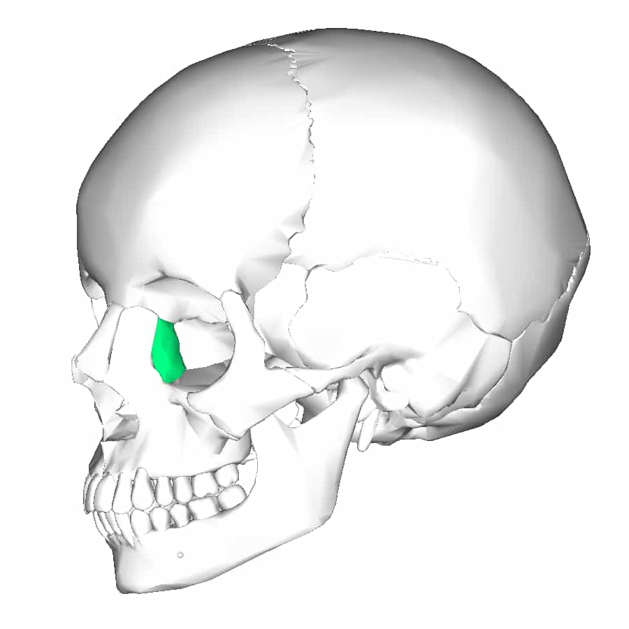 L’os lacrymal possède une cavité qui forme la fosse du sac lacrymal. © en:Anatomography, Wikimedia Commons, CC by-sa 2.1