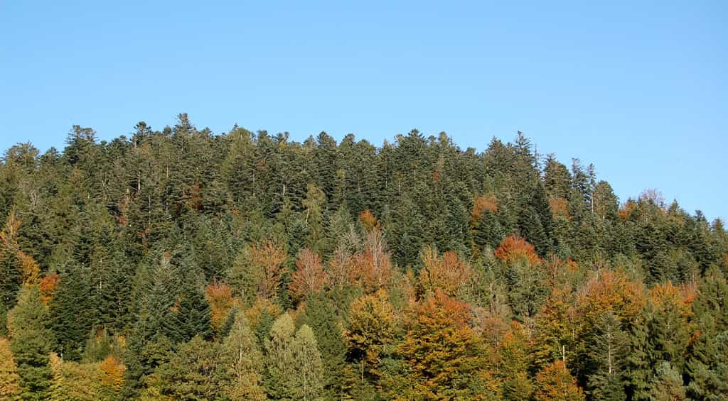 Paysage de la forêt des Vosges. © Sapin88, Wikimedias Commons, CC by-sa 3.0
