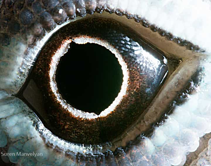 Image de l’œil d’un lézard du genre Anolis, que l'on retrouve dans le sud-est de l’Amérique du Nord et aux Antilles. Ces reptiles vivent la journée et ont une vision très performante. © Suren Manvelyan