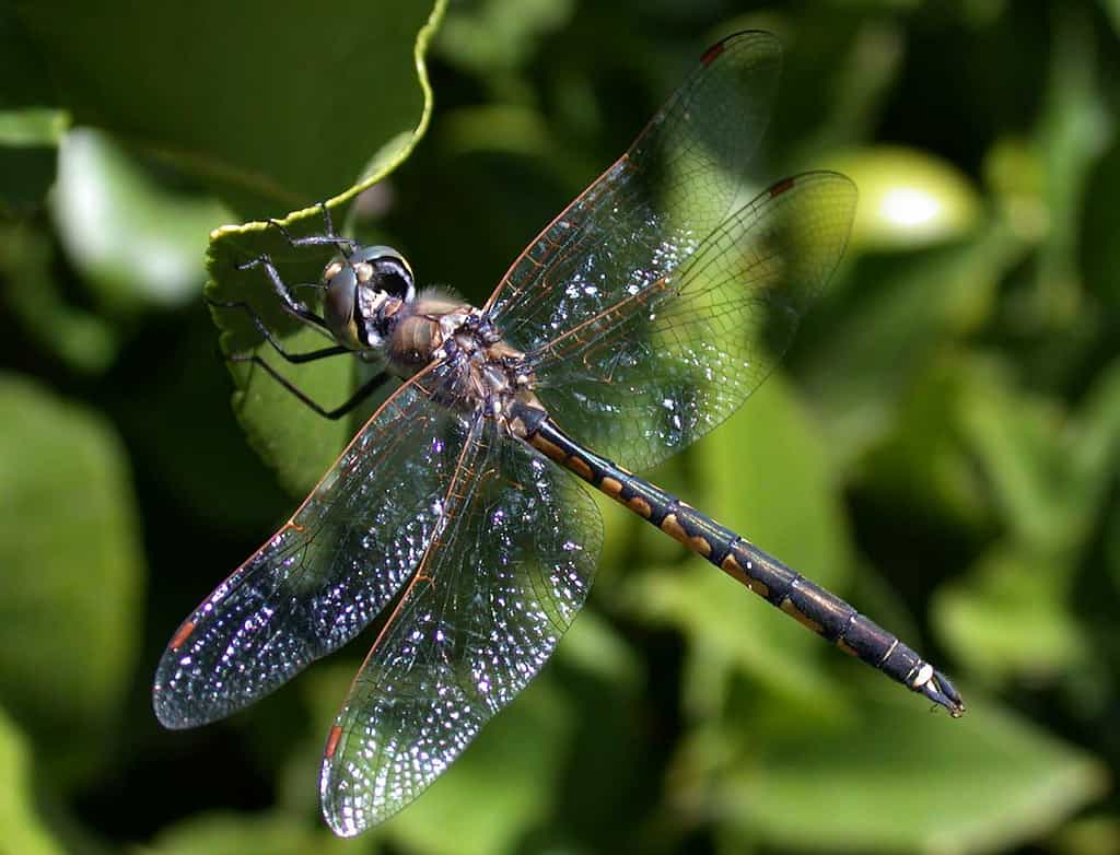 Les libellules du genre&nbsp;Hemicordulia peuvent être observées dans le sud de l'Asie, en Afrique et en Australie. Ces insectes ont une très bonne vision.&nbsp;© boobook48, Flickr, cc by nc nd 2.0