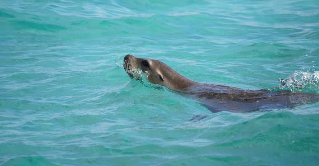 Des chercheurs de l’université d’Adélaïde (Australie) ont équipé des lions de mer (Neophoca cinerea) de caméras vidéo. Ils ont ainsi eu accès à des endroits où aucun être humain n’était encore allé. © Katherine, Adobe Stock