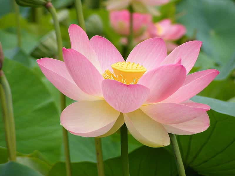 La feuille de lotus est réputée pour être particulièrement hydrophobe et donc difficile à mouiller. Mais on peut faire mieux. © Peripitus, Wikipedia, CC by-sa 4.0