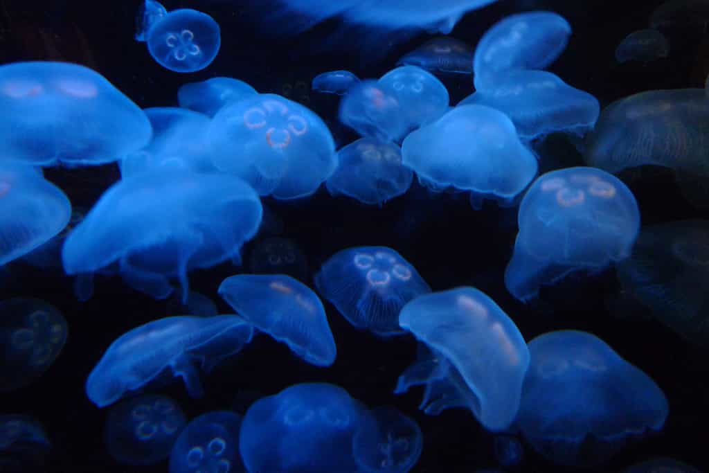 L’Aequorea victoria est une méduse qui émet de la lumière par luminescence. © Eric Kilby, Flickr, CC by-sa 2.0 