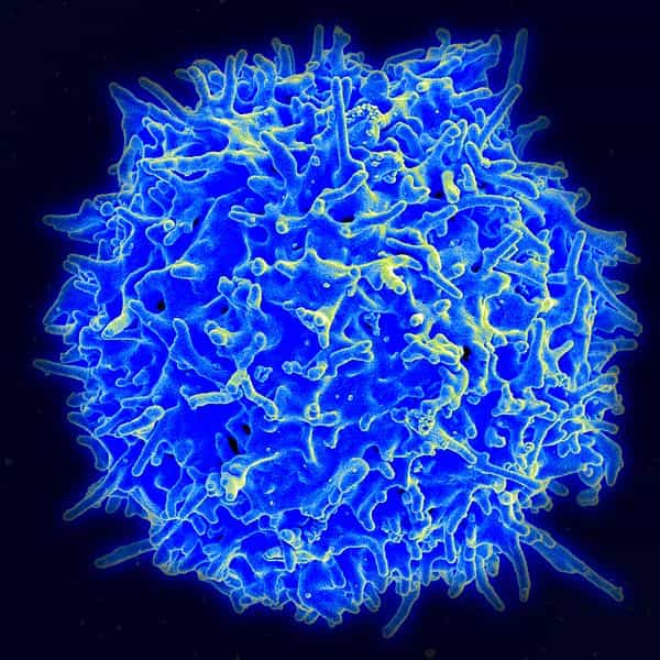 Les lymphocytes T constituent une population particulière de globules blancs qui naissent dans le thymus. Indispensables à la réponse immunitaire, leur destruction par le VIH explique pourquoi le Sida devient mortel. Ainsi, en les créant en de multiples exemplaires, on pourrait aider l'organisme à combattre certaines maladies... y compris le Sida, puisque d'autres chercheurs japonais étudient également cette piste.&nbsp;© NIAID, Wikipédia, DP