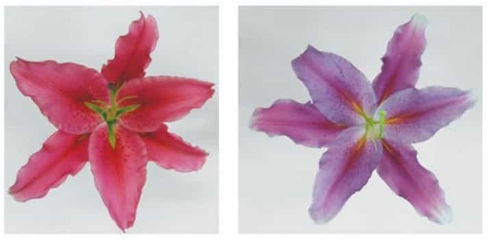 À l'image, la fleur de lys de départ (à gauche) et la fleur obtenue après modification génétique (à droite). La couleur doit encore être plus prononcée avant que ces lys bleus ne soient commercialisés. © courtesy of Suntory Holdings Ltd.
