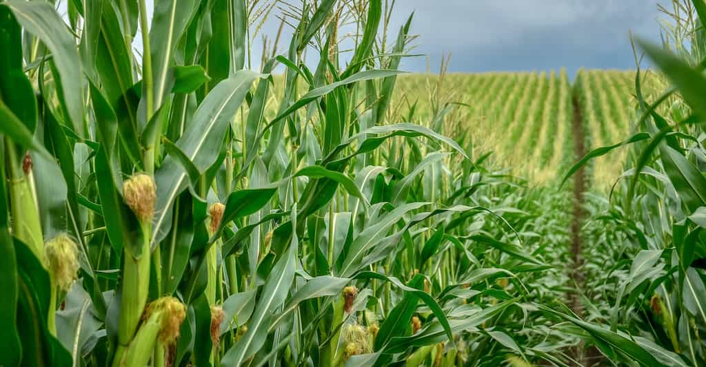 D'ici la fin du siècle, les cultures de maïs devraient s'effondrer dans le monde tandis que celles de blé vont progresser. © kyrychukvitaliy, Adobe Stock