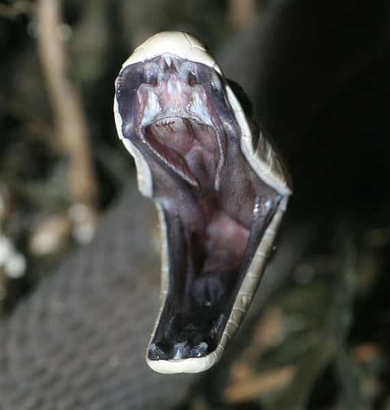 Le mamba noir est un serpent africain de la famille des cobras. Il est très répandu. Sa morsure était appelée « baiser de la mort » car son venin était mortel presque systématiquement, avant le développement d'antidotes. Il en inocule entre 100 et 120 mg alors que 10 mg suffisent à venir à bout d'un être humain. Mais parmi ces différentes molécules, les mambalgines, qui à l'avenir composeront peut-être des médicaments antidouleur. © Ted Arensmeier, Wikipédia, cc by sa 3.0