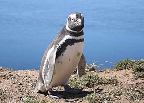 Manchot de Magellan photographié en Argentine. Crédit Commons.