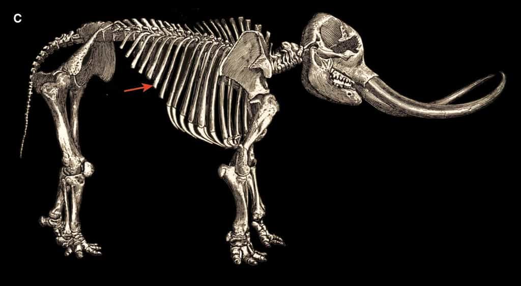 Des ossements de mastodonte avec une arme faite d'os taillé montrent que les humains chassaient il y a 13.800 ans sur le continent nord-américain. &copy; Waters et al. 2011, Science