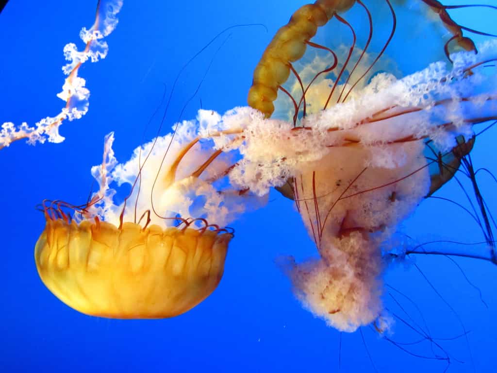 Les méduses se composent à 98 % d'eau et à 2 % de matière sèche. © Mini D, Flickr, cc by nd 2.0