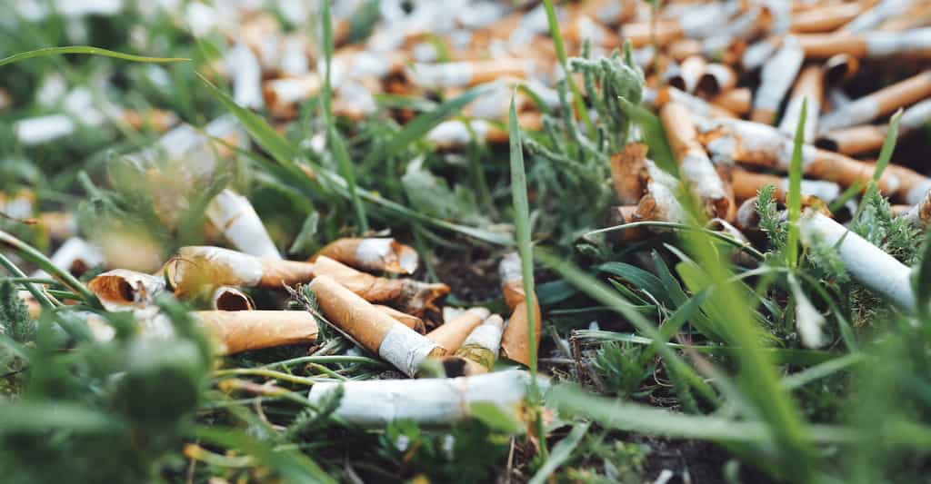 Des milliards de mégots de cigarette sont abandonnés chaque année dans la nature. Et ils libèrent chacun dans l’environnement, des milliers de toxines et de nombreux microplastiques. © marina_larina, Adobe Stock