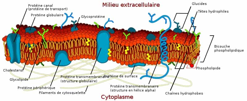 La membrane cellulaire ne se compose pas uniquement de phosphoglycérolipides. De nombreuses protéines sont soit partiellement soit totalement enchâssées dedans. Le cholestérol joue un grand rôle dans la fluidité de la membrane. Grâce à sa perméabilité sélective, elle régule aussi les échanges entre les milieux intracellulaire et extracellulaire. © LadyofHats, DP