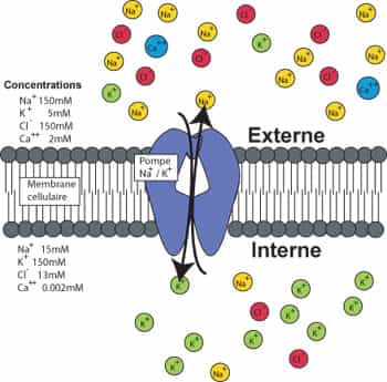  Les pompes échangeuses d'ions, comme la pompe Na/K, échangent des ions de différentes espèces et génèrent des gradients électrochimiques pour divers types d'ions (Crédit :Erik Harvey-Girard).
