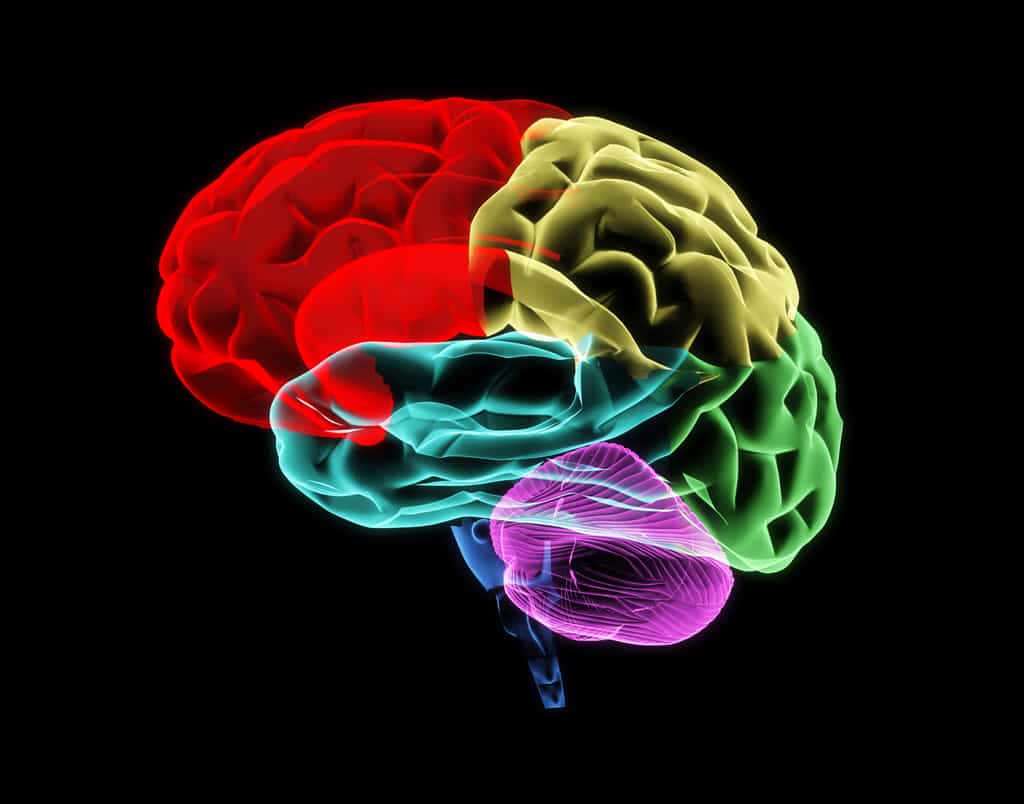 Les chercheurs ont créé des minicerveaux ressemblant à du cortex grâce à des cultures cellulaires en trois dimensions. © Neo Edmund, Shutterstock