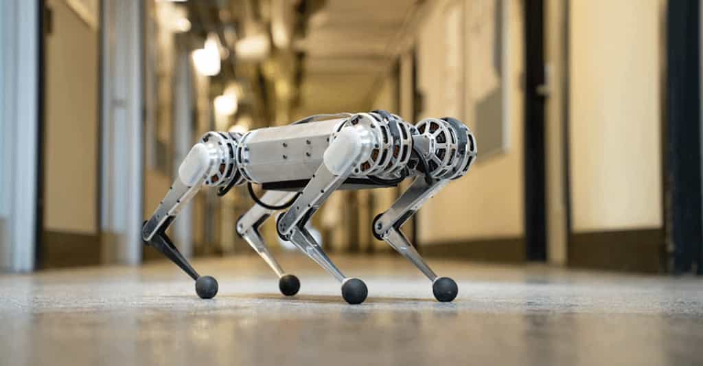 Le robot mini Cheetah, mis au point par des ingénieurs du MIT (Massachusetts Institute of Technology), montre une fois de plus son agilité en jouant au foot avec des coéquipiers, eux-mêmes robots, sur les pelouses de l’université. © Bryce Vickmark, MIT