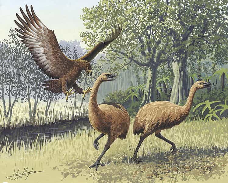 Les moas sont des oiseaux de l'ordre des Dinornithiformes. Le moa géant a disparu il y a environ 10.000 ans, par l'action combinée de la pression humaine et du changement climatique. &copy; John Megahan, Plos Biology, cc by nc 2.5
