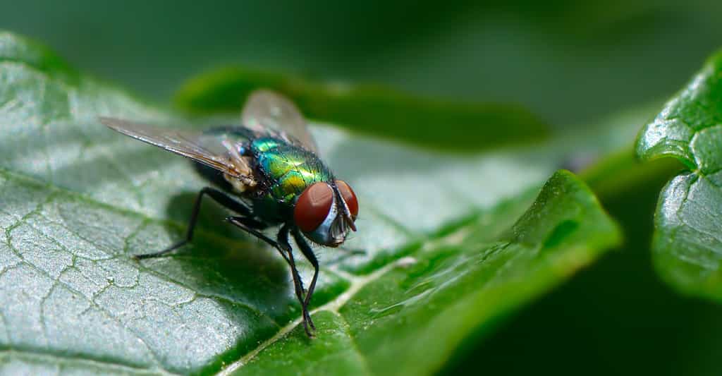 L’air de rien, les mouches qui partagent notre environnement peuvent vomir des pathogènes dans nos assiettes. Les chercheurs nous mettent en garde. © Serghei Velusceac, Adobe Stock