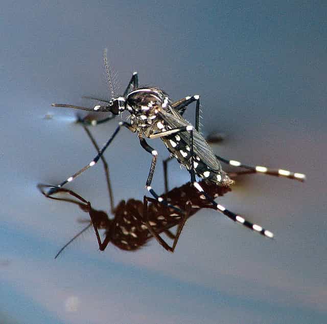 Le moustique-tigre est responsable de la transmission de nombreux virus, dont celui de la maladie chikungunya. Pourtant des gestes simples peuvent freiner l'augmentation des populations. &copy;&nbsp;smccann, Flickr, CC BY-NC-SA 2.0