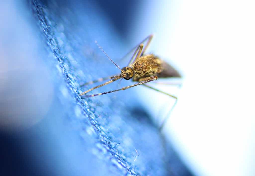 Le virus de la fièvre de la Vallée du Rift est transmis majoritairement par des moustiques.